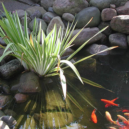 Pure Pond 500 g