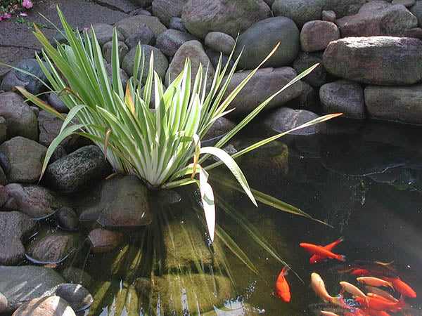 Pure Pond 500 g